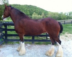 Zuchtstute Belleau W.S. Serena (Clydesdale, 2002, von Collessie Crackerjack)