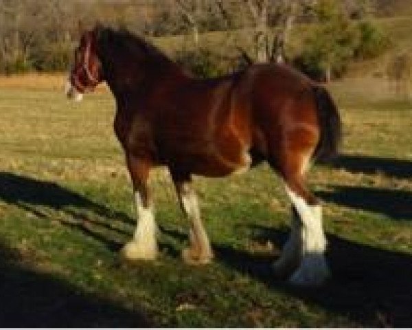 broodmare Belleau W.S. Savanna (Clydesdale, 2006, from Belleau W.S. Mick)