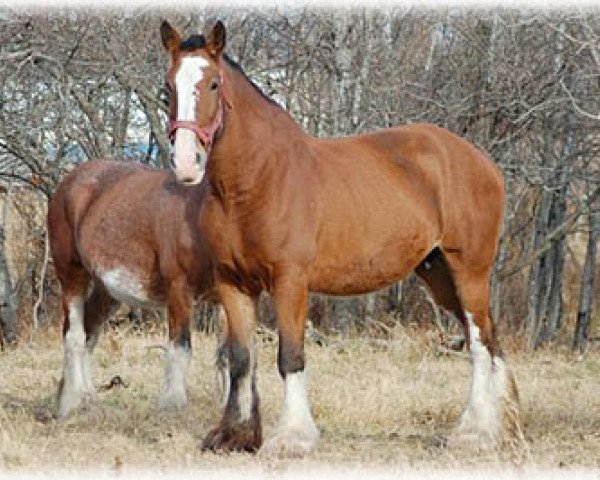 Zuchtstute Belleau W.S. Ruby (Clydesdale, 2002, von Doura Western Star)