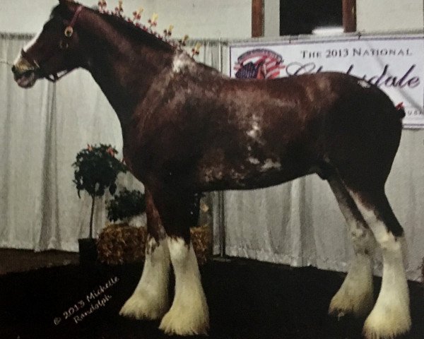 Pferd Belleau W.S. Ron (Clydesdale, 2010, von Belleau W.S. Mick)