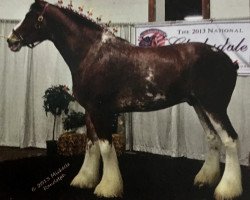 horse Belleau W.S. Ron (Clydesdale, 2010, from Belleau W.S. Mick)