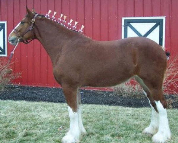 broodmare Belleau W.S. Rita's Robin (Clydesdale, 2016, from Gregglea Azar's Prospect)