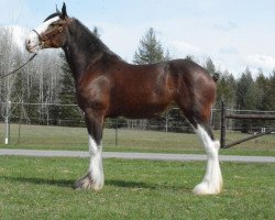 Zuchtstute Belleau W.S. Regal Renee (Clydesdale, 2015, von Gregglea Azar's Prospect)