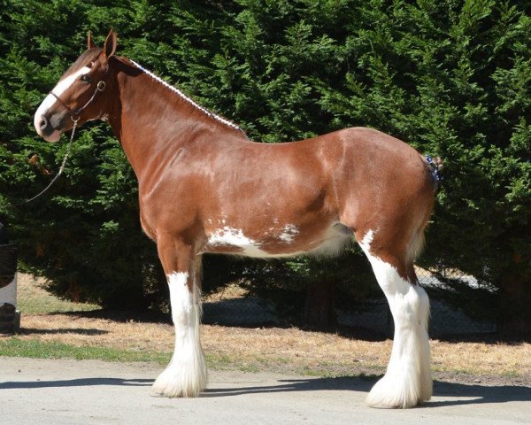 broodmare Belleau W.S. Reba's Ruby (Clydesdale, 2013, from Priest Lake Perfection)