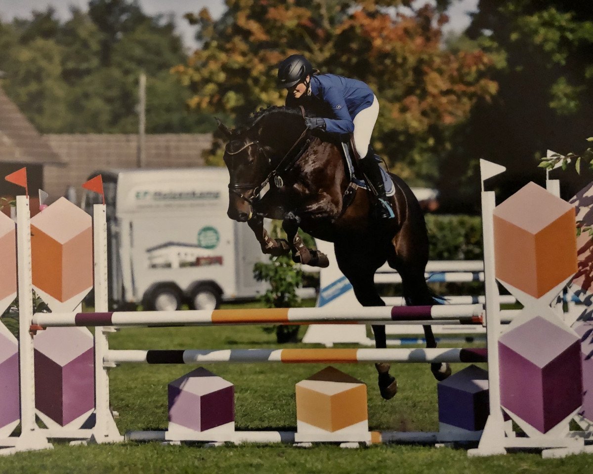 jumper Hulk (German Sport Horse, 2014, from Quo Vados I)