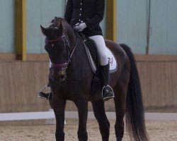 dressage horse Fürst Poeme (Bavarian, 2007, from Fürst Scheurenhof)