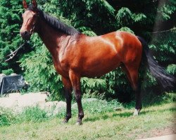 broodmare Deja Vu 18 (Hanoverian, 1990, from Derwisch)