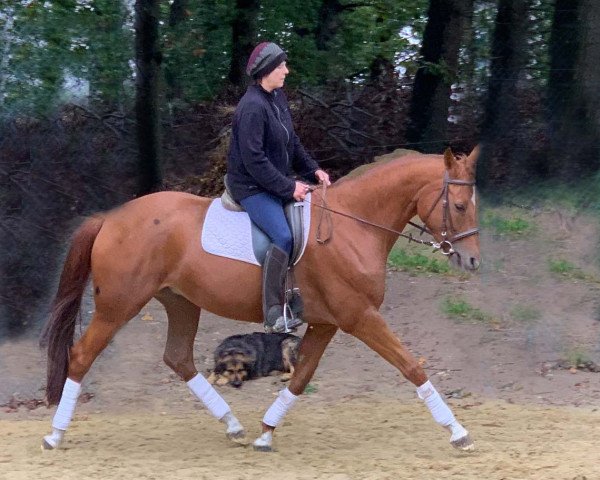 broodmare Odile (Oldenburg, 2013, from Quaterback)