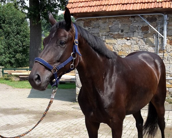 broodmare Lahsa Rose (Westphalian, 2009, from Licotus)