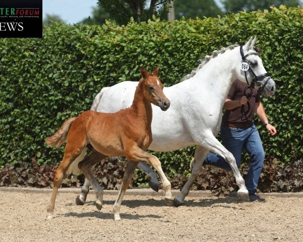 dressage horse Select Gold GS (German Riding Pony, 2019, from Jonker's Socrates)
