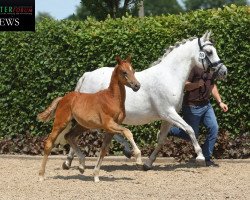 Dressurpferd Select Gold GS (Deutsches Reitpony, 2019, von Jonker's Socrates)