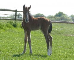 Dressurpferd Berylls Merle emg (Deutsches Reitpony, 2020, von Dallmayr K)