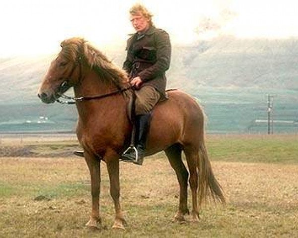 broodmare Hugsýn frá Hlíð (Iceland Horse, 1965, from Lýsingur frá Voðmúlastöðum 409)