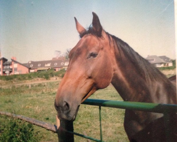 broodmare Reka (Holsteiner, 1979, from Mephisto)