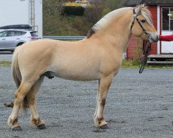 stallion Årøy Eilif (Fjord Horse, 2017, from Fjell Finn)