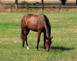 horse Melbourne (Oldenburg, 2017, from Métall)