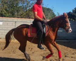 horse Candela (Andalusier, 2012)