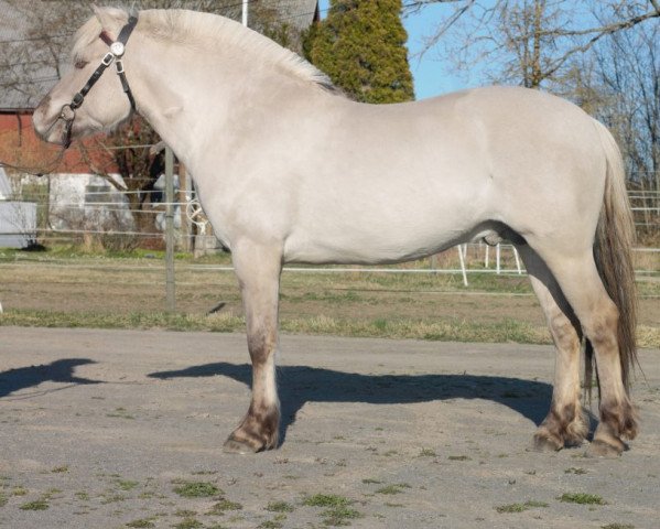 Pferd Frikar Hofsvang (Fjordpferd, 2017, von Gråggi)