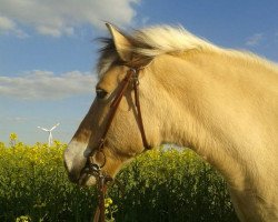 broodmare Djörte (Fjord Horse, 1990, from Douglas I)