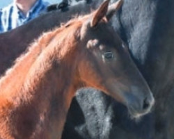 dressage horse Discovery BTH (Hanoverian, 2019, from Don Frederico)