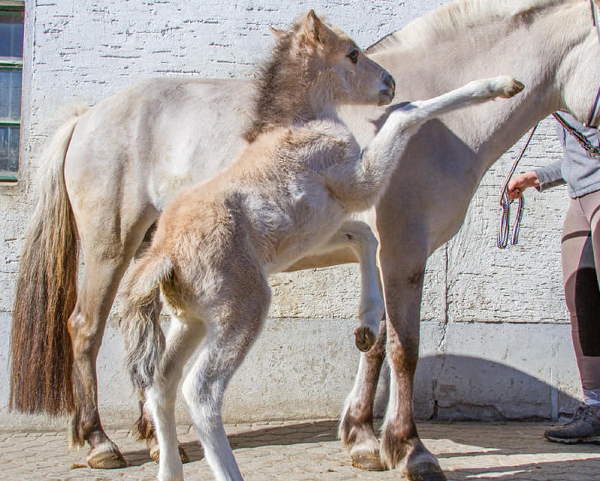 horse Rinis (Fjord Horse, 2020, from Reidar van den Bosdries)