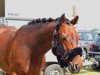 dressage horse Carrick (Oldenburg, 2005, from Carry Gold)