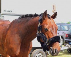 dressage horse Carrick (Oldenburg, 2005, from Carry Gold)