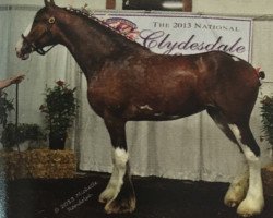 Zuchtstute Belleau W.S. Paige (Clydesdale, 2011, von Glenbuchat)