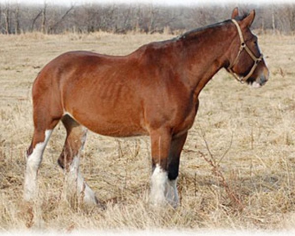 Zuchtstute Belleau W.S. Monica (Clydesdale, 1998, von Hillmoor Footprint II)