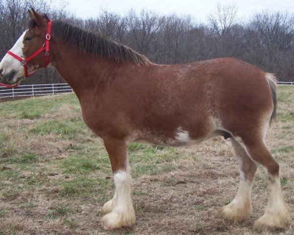 broodmare Belleau W.S. Margaret (Clydesdale, 2008, from Torrs Quicksilver)