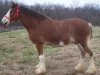 broodmare Belleau W.S. Margaret (Clydesdale, 2008, from Torrs Quicksilver)