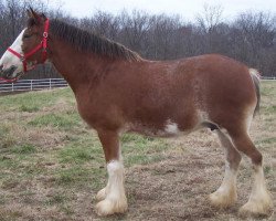 Zuchtstute Belleau W.S. Margaret (Clydesdale, 2008, von Torrs Quicksilver)