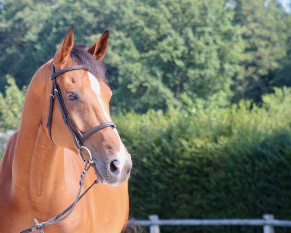 jumper Cuxhaven 2 (Hanoverian, 2010, from Canstakko)