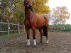 broodmare Tessi (Hanoverian, 2005, from Contendro I)