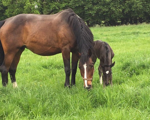 broodmare Susann (Westphalian, 2003, from Show Star)