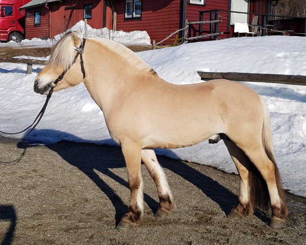 Pferd Sæthres Tind (Fjordpferd, 2017, von Fjell Finn)