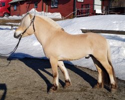 horse Sæthres Tind (Fjord Horse, 2017, from Fjell Finn)