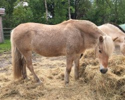 horse Sina (Fjord Horse, 2000, from Brilliant)