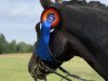 dressage horse Diamera (Oldenburg, 2011, from Diamonit I)