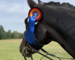 dressage horse Diamera (Oldenburg, 2011, from Diamonit I)