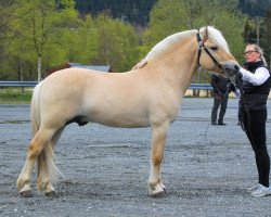 Deckhengst Bjørlos Rico (Fjordpferd, 2016, von Glibings Ajs FJH 736)