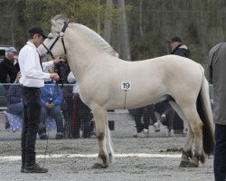 stallion Rudsmo Robin (Fjord Horse, 2009, from Elvar N.2231)