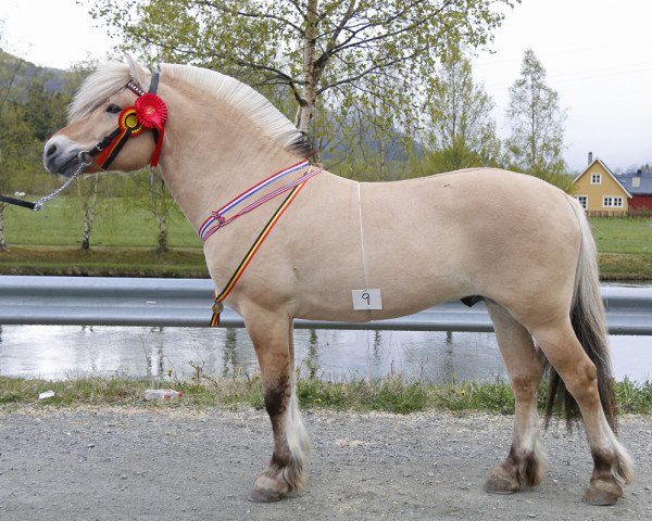 stallion Severin N.2284 (Fjord Horse, 2010, from Uno N.2645)