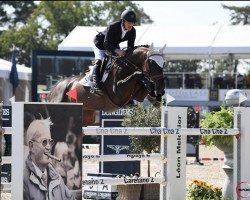 jumper Viper J.k.h. Z (Zangersheide riding horse, 2011, from Vleut)