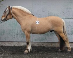 stallion Søljo (Fjord Horse, 2009, from Ask N-99-2531)