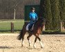 dressage horse Nougat 38 (German Riding Pony, 2010, from Nagano)