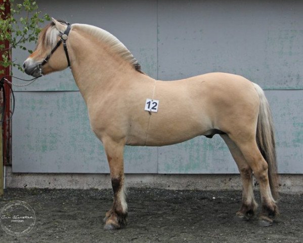stallion Toregardens Caiser (Fjord Horse, 2015, from Severin N.2284)