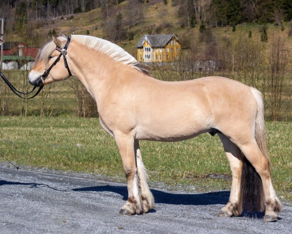 horse Granat (Fjord Horse, 2017, from Søljo)
