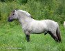 stallion Lunner Graaen N-99-2625 (Fjord Horse, 1999, from Sander N.2039)