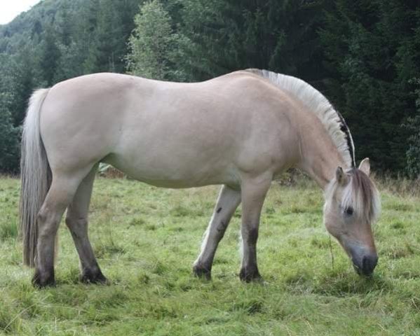 broodmare Turboline Vidvej (Fjord Horse, 2000, from Amandus Nordskog)